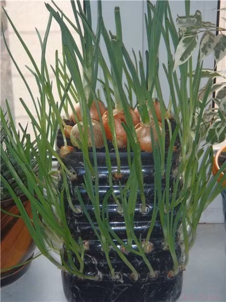 Ky thuat trong cay hanh la trong chai nhua tai nha an quanh nam - Anh 4