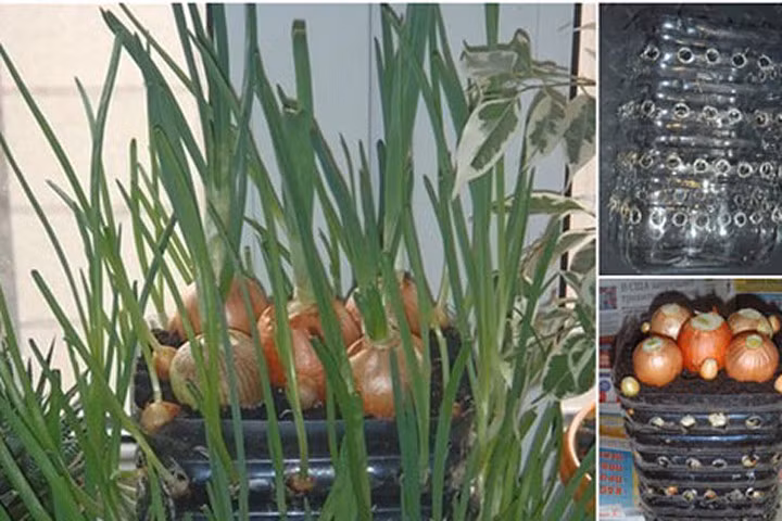 Kỹ thuật trồng cây hành lá trong chai nhựa tại nhà ăn quanh năm