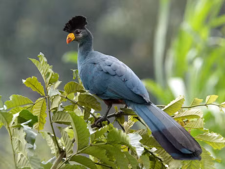 Chiem nguong loai chim chi co o chau Phi - Anh 7