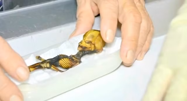 Bộ xương được phát hiện ở Chile đã gây ra rất nhiều lời đồn đoán