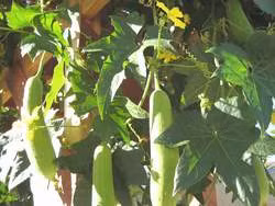 Chữa viêm họng với mướp hương 