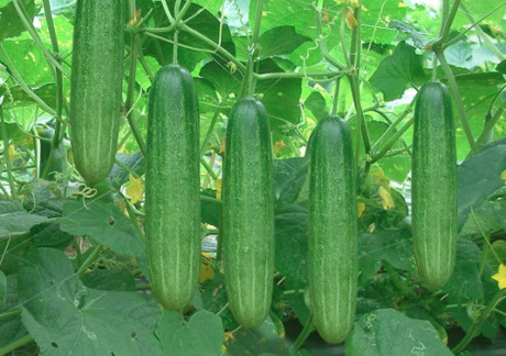 Kỹ thuật trồng cây dưa chuột tại nhà xanh mướt, quả sai trĩu cành - Ảnh 2 Ky thuat trong cay dua chuot tai nha xanh muot, qua sai triu canh - Anh 2