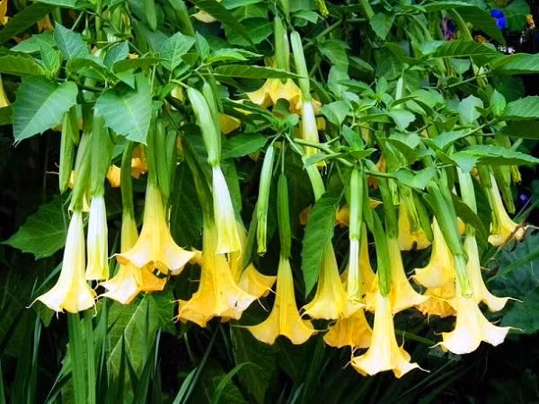 Hoa chuông nhìn rất đẹp, tuy nhiên tất cả các bộ phận trên thân cây đều chứa độc tố.