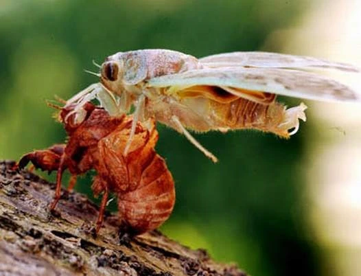 Xác ve sầu làm thuốc chữa nhiều bệnh.