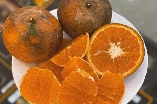 Do giá rẻ nên người dân mua về cả yến để ăn, vắt nước uống dần