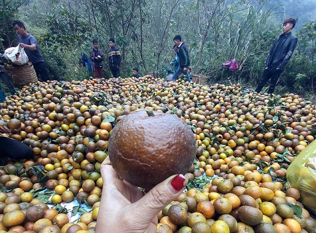 Cam sành Hà Giang vào mùa thu hoạch nên chín rộ, mọng nước.
