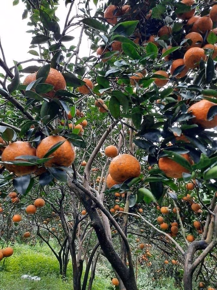 Theo anh Quân, đây là những trái cam sành Hà Giang mới hái và vận chuyển ngay về Hà Nội nên tươi rói. Mỗi ký cam sành gồm khoảng 5-7 quả.