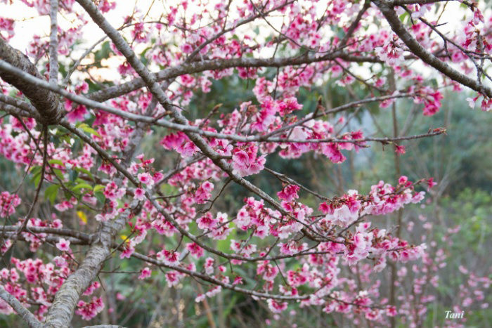 Mường Phăng: Ở Tây Bắc, nơi nào cũng có hoa anh đào khoe sắc song chỉ ở Mường Phăng mới có loài anh đào Edohigan Sakura của đảo Kyushu, Nhật Bản. Đây sẽ là điểm đến phù hợp với những ai đang ấp ủ mơ ước đến đất nước mặt trời mọc. Ảnh: Tani.