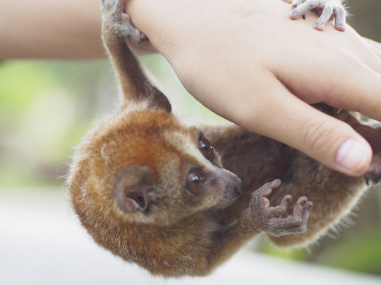 Vào vườn quốc gia Cát Tiên xem voọc mắc cỡ ảnh 8 Vào vườn quốc gia Cát Tiên xem voọc mắc cỡ ảnh 8