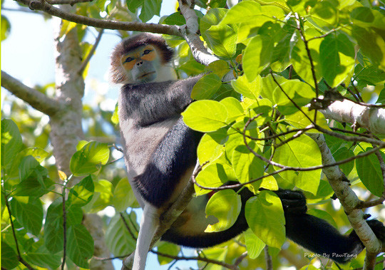 Vào vườn quốc gia Cát Tiên xem voọc mắc cỡ ảnh 4 Vào vườn quốc gia Cát Tiên xem voọc mắc cỡ ảnh 4