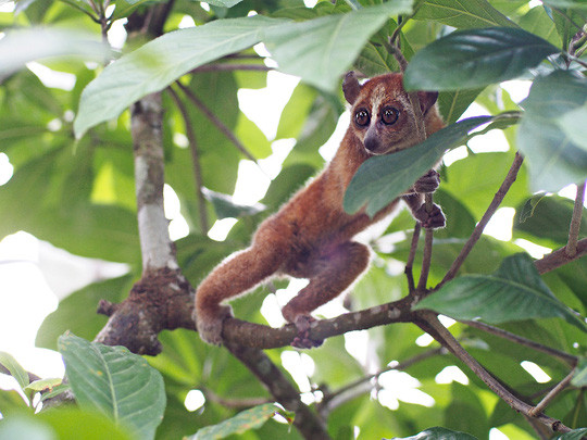 Vào vườn quốc gia Cát Tiên xem voọc mắc cỡ ảnh 7 Vào vườn quốc gia Cát Tiên xem voọc mắc cỡ ảnh 7