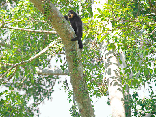 Vào vườn quốc gia Cát Tiên xem voọc mắc cỡ ảnh 2 Vào vườn quốc gia Cát Tiên xem voọc mắc cỡ ảnh 2