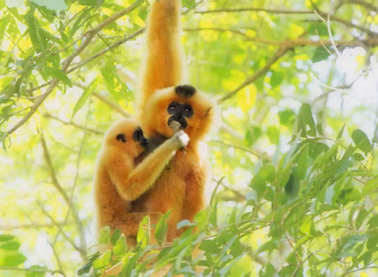 Vào vườn quốc gia Cát Tiên xem voọc mắc cỡ ảnh 3