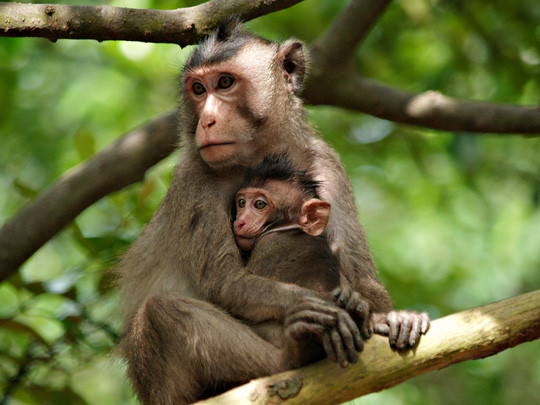 Vào vườn quốc gia Cát Tiên xem voọc mắc cỡ ảnh 9 Vào vườn quốc gia Cát Tiên xem voọc mắc cỡ ảnh 9