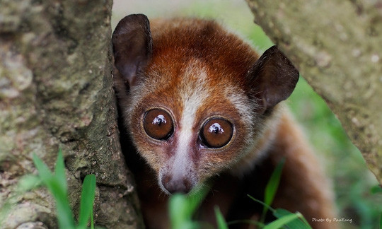 Vào vườn quốc gia Cát Tiên xem voọc mắc cỡ ảnh 6 Vào vườn quốc gia Cát Tiên xem voọc mắc cỡ ảnh 6