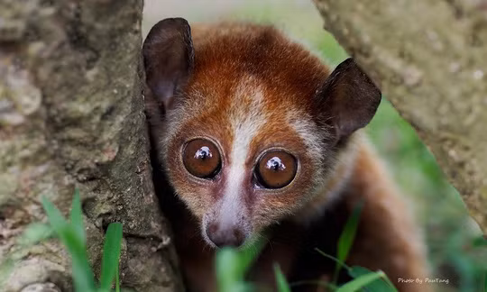 Vào vườn quốc gia Cát Tiên xem voọc mắc cỡ ảnh 6