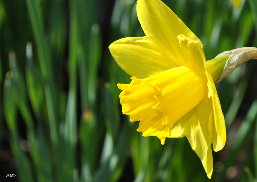 Nước Anh: Cuối tháng 3, du khách sẽ thấy hoa thủy tiên vàng, biểu tượng của mùa xuân, đua nở khắp nước Anh. Những nơi đẹp nhất để ngắm hoa là khu bảo tồn thiên nhiên Dunsford, vùng Dartmoor, vườn Exbury Gardens hoặc hồ Ullswater. Ảnh: MH.