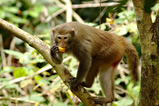 Vào vườn quốc gia Cát Tiên xem voọc mắc cỡ ảnh 1 Vào vườn quốc gia Cát Tiên xem voọc mắc cỡ ảnh 1