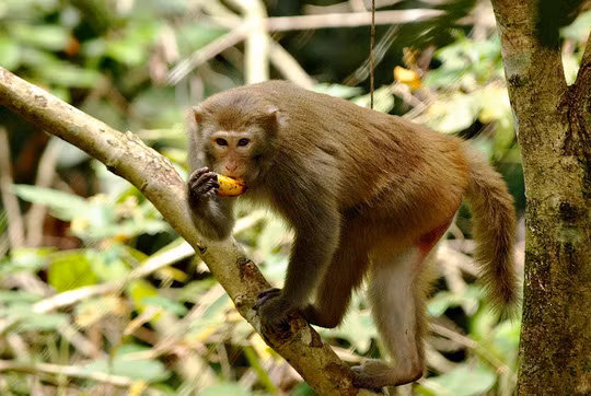 Vào vườn quốc gia Cát Tiên xem voọc mắc cỡ ảnh 1