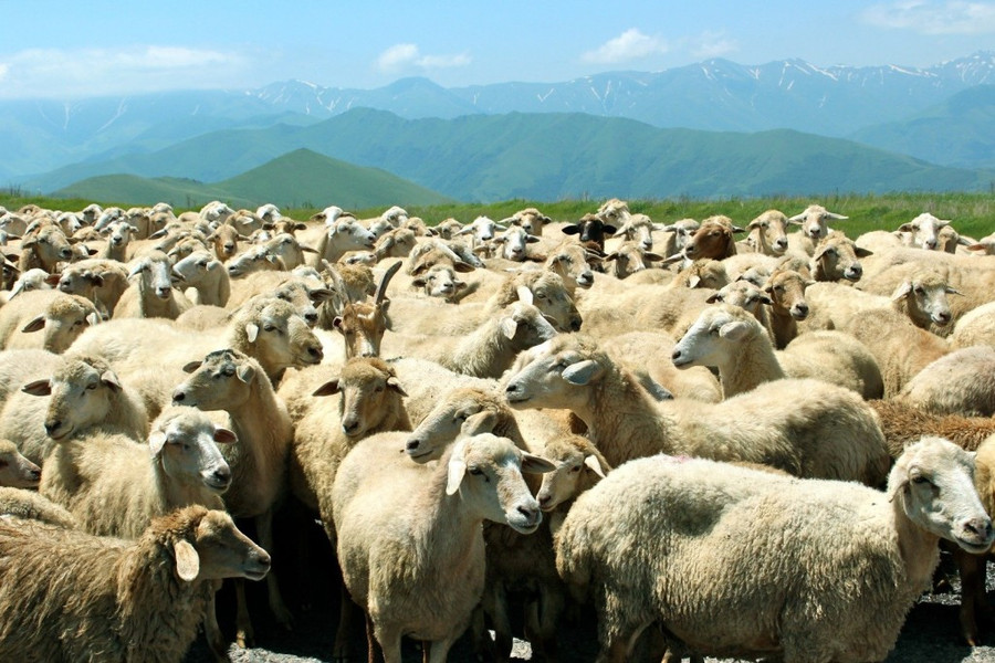 10 điều thú vị và kỳ lạ về nước Úc - Ảnh 8