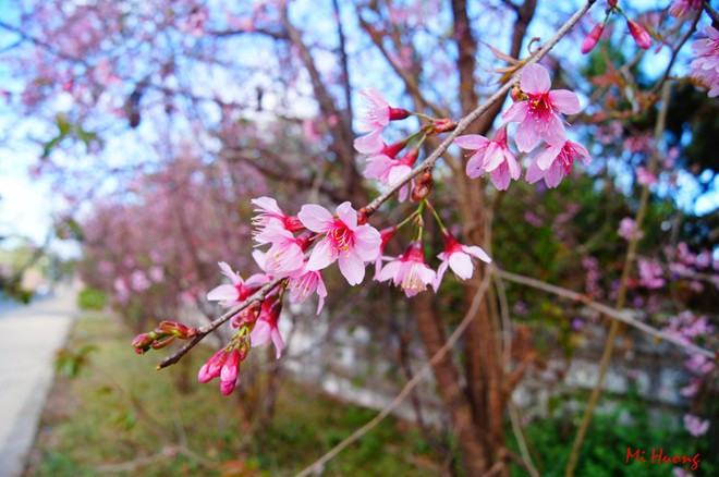 Đà Lạt: Đến thời điểm này, hoa mai anh đào vẫn chưa nở rộ, song nhiều người dự đoán loài hoa này sẽ bung nở vào tháng 3. Các tuyến đường nhiều hoa nhất ở Đà Lạt là Trần Hưng Đạo, khu Hòa Bình. Ảnh: Mi Hương.