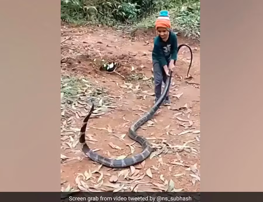 Video cậu bé chơi với rắn hổ mang chúa gây phản ứng trái chiều 