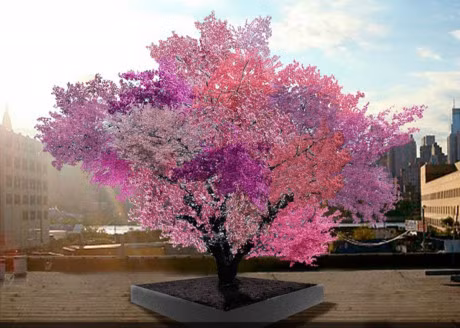 Nhung lum cay hinh thu ky la nhu den tu the gioi khac - Anh 13