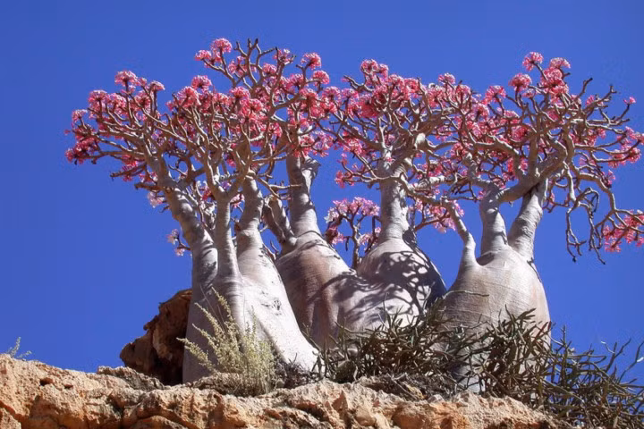 Những lùm cây hình thù kỳ lạ như đến từ thế giới khác