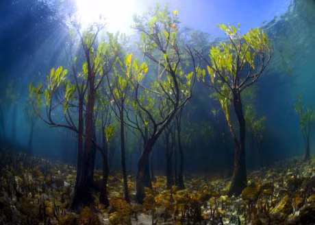 Nhung lum cay hinh thu ky la nhu den tu the gioi khac - Anh 3