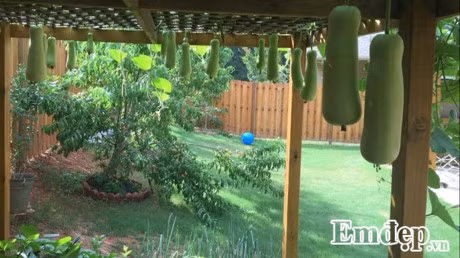 Vuon rau 1.000m2 xanh tuoi triu qua cua me Viet o My - Anh 2