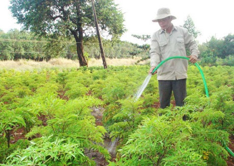 Kỹ thuật trồng cây đinh lăng: Cây thuốc quý dân gian - Ảnh 4 Ky thuat trong cay dinh lang: Cay thuoc quy dan gian - Anh 4