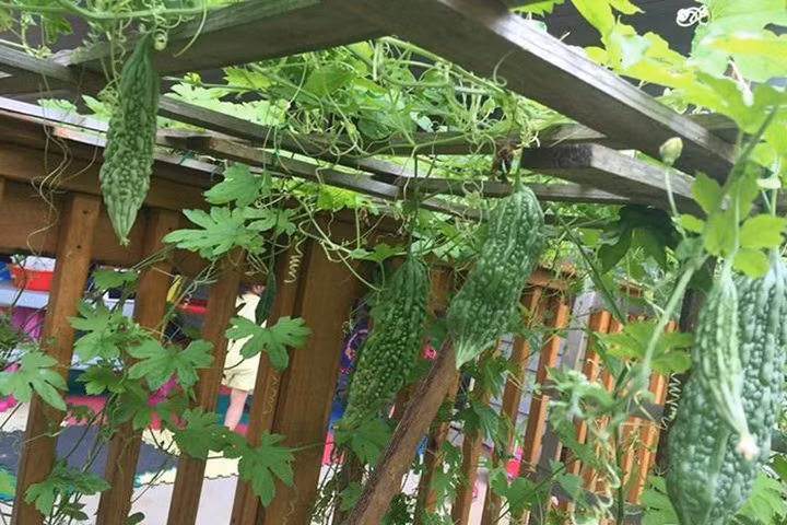 Vườn rau 1.000m2 xanh tươi trĩu quả của mẹ Việt ở Mỹ