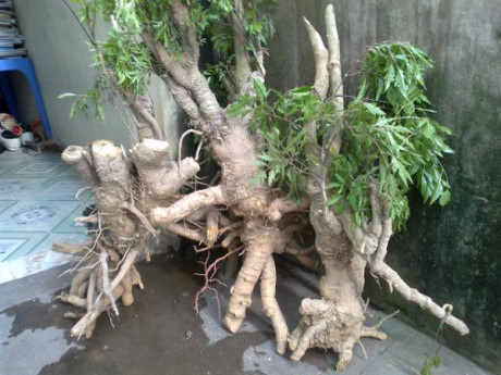 Kỹ thuật trồng cây đinh lăng: Cây thuốc quý dân gian - Ảnh 3 Ky thuat trong cay dinh lang: Cay thuoc quy dan gian - Anh 3