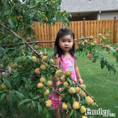 Vuon rau 1.000m2 xanh tuoi triu qua cua me Viet o My - Anh 4