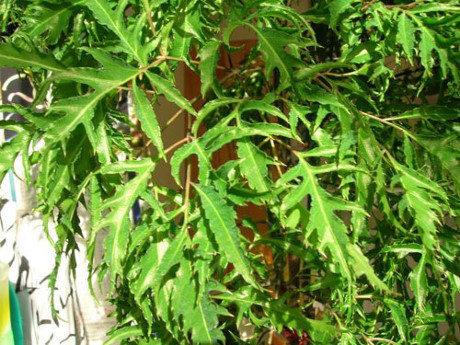 Kỹ thuật trồng cây đinh lăng: Cây thuốc quý dân gian - Ảnh 5 Ky thuat trong cay dinh lang: Cay thuoc quy dan gian - Anh 5
