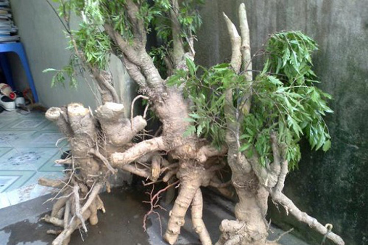 Kỹ thuật trồng cây đinh lăng: Cây thuốc quý dân gian