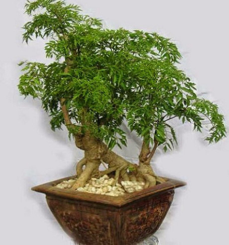 Kỹ thuật trồng cây đinh lăng: Cây thuốc quý dân gian - Ảnh 1 Ky thuat trong cay dinh lang: Cay thuoc quy dan gian - Anh 1
