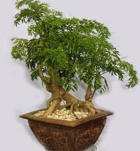 Ky thuat trong cay dinh lang: Cay thuoc quy dan gian - Anh 1