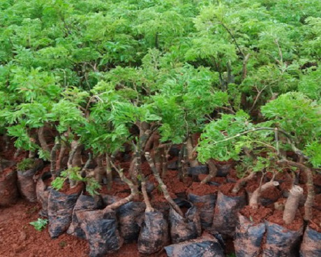 Kỹ thuật trồng cây đinh lăng: Cây thuốc quý dân gian - Ảnh 2 Ky thuat trong cay dinh lang: Cay thuoc quy dan gian - Anh 2