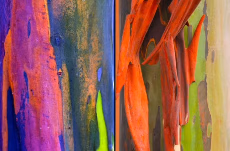 Nhung khu rung la lung neu chua 1 lan ghe tham thi that dang tiec - Anh 6