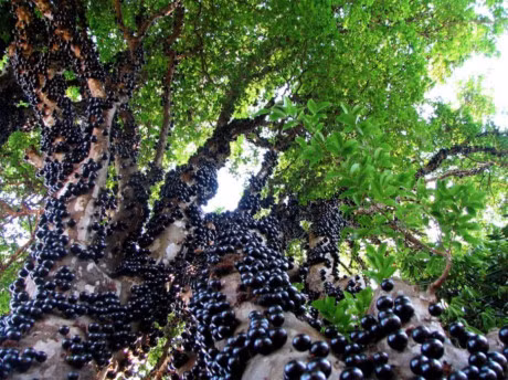 Nhung khu rung la lung neu chua 1 lan ghe tham thi that dang tiec - Anh 10