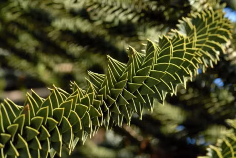 Nhung khu rung la lung neu chua 1 lan ghe tham thi that dang tiec - Anh 20