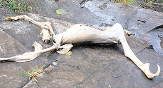 Hình ảnh quái vật Cerro Azul Mô tả ảnh.