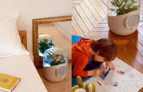 10 cách tự nhiên làm sạch không khí trong nhà - 5