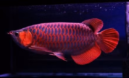 Cá rồng huyết long