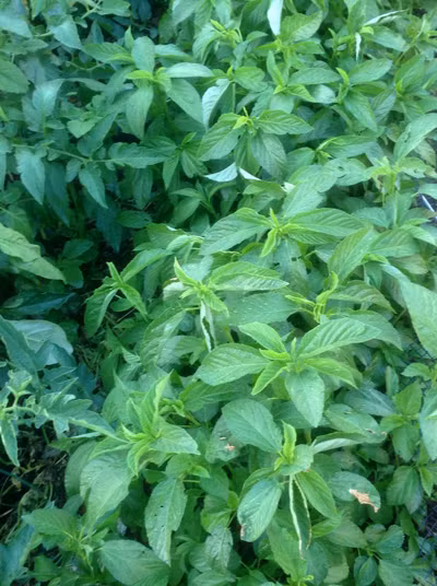 Giàn bí nặng muốn sập của ông bố Việt ở Australia ảnh 8