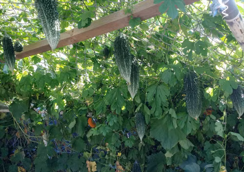 Giàn bí nặng muốn sập của ông bố Việt ở Australia ảnh 6