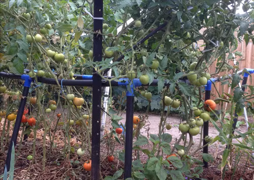 Giàn bí nặng muốn sập của ông bố Việt ở Australia ảnh 5