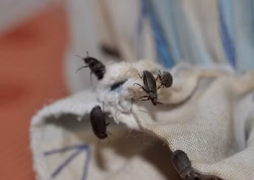 Hãi hùng với cảnh hàng đàn bọ đậu đen bay vào nhà