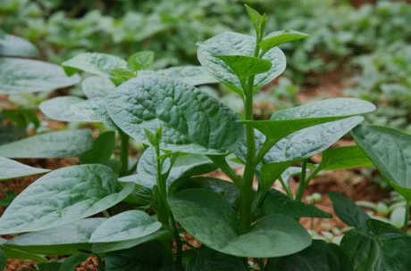 Da trang min mang chi voi 10 phut dung rau mung toi - Anh 1